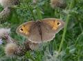 2014-0801-1240_Meadow_Brown_23C